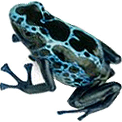 New River Dart Frog